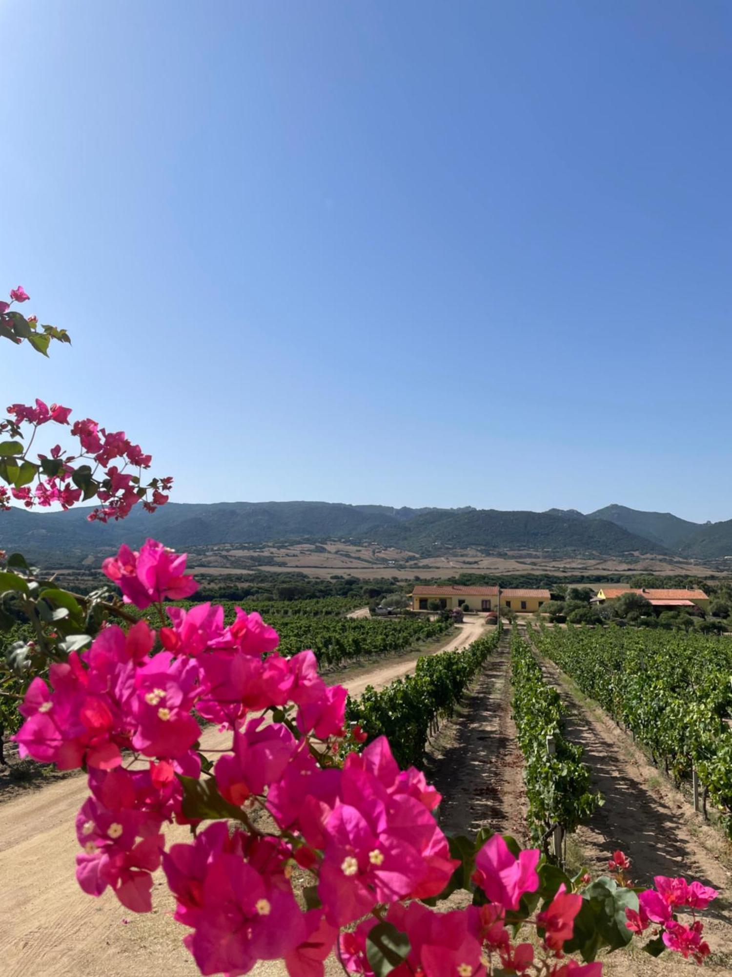 Agriturismo Campesi Casale Tra Le Vigne Aglientu Bagian luar foto